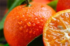 什么季节适合栽培红橘，红橘种植和播种的方法有哪些