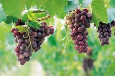 什么季节适合栽培葡萄树，葡萄树种植和播种的方法有哪些
